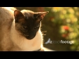 Cat Siamese 1 558
